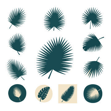 Collection of various palm leaf silhouettes and designs, tropical foliage elements.