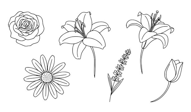 Hand Drawn Flower Collection with Rose Lily Daisy Tulip and Lavender Botanical Elements