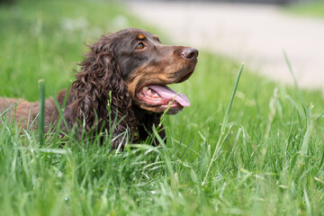 Close-up profile portrait of a brown English Cocker Spaniel lying down in thick green grass, looking up with its mouth open and tongue out on a hot day. © alan