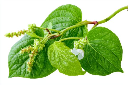 Kava Plant: A close-up shot of a Kava plant, showcasing its vibrant green heart-shaped leaves, delicate white flowers, and developing seed pods. The plant, with its thick, woody stem.