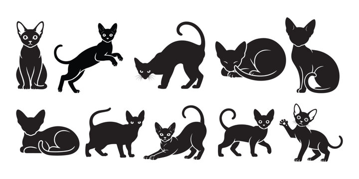Devon Rex cat silhouettes collection, vector elegant black feline poses