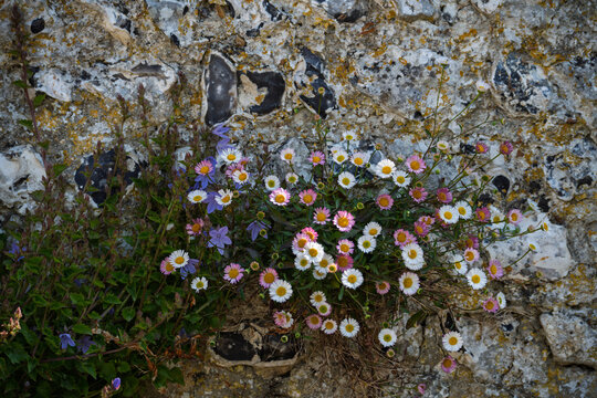 Serbian bellfowers and Mexican fleabane growing on a flint wall.