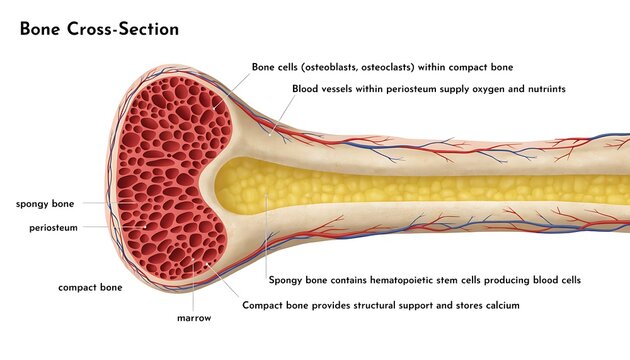 Detailed Medical Infographic Diagram of a Bone Cross-Section with Labels