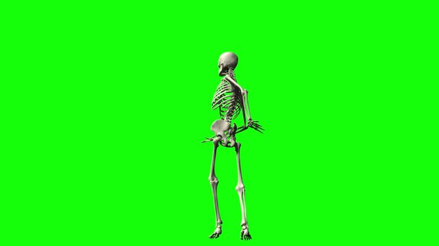 Dancing human skeleton on green screen