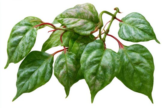 Betel Leaf Plant: A close-up shot showcases a vibrant Betel leaf plant, its heart-shaped leaves and crimson stems displaying a rich, green hue and subtle variegation.