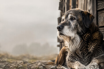 Fototapeta premium An old dog is lying against a wooden wall. Space for text.