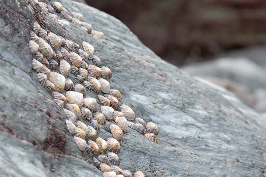 Close up of common limpets (patella vulgata)  on a rock
