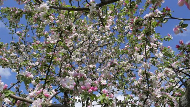 Branches of blooming pink apple tree with buds and flowers in spring orchard.