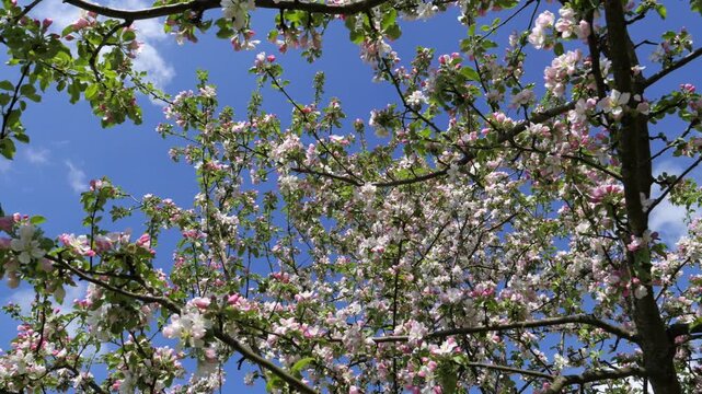 Branches of blooming pink apple tree with buds and flowers in spring orchard.