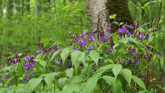 Lathyrus vernus spring pea plant flowering in spring forest. Blue and purple flowers on a Lathyrus vernus spring pea plant.