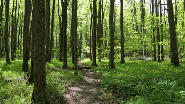 Walking in spring forest in a sunny day, on a forest footpath.