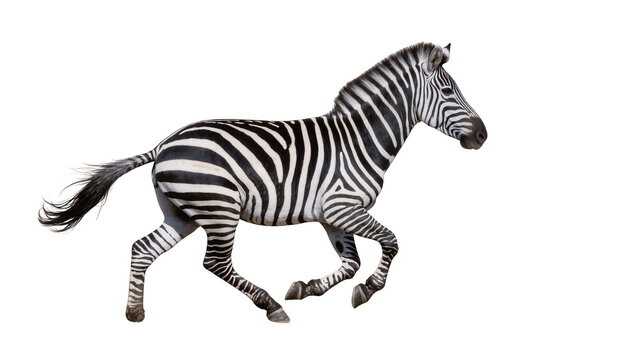 Striped zebra running with motion blur, isolated on transparent background