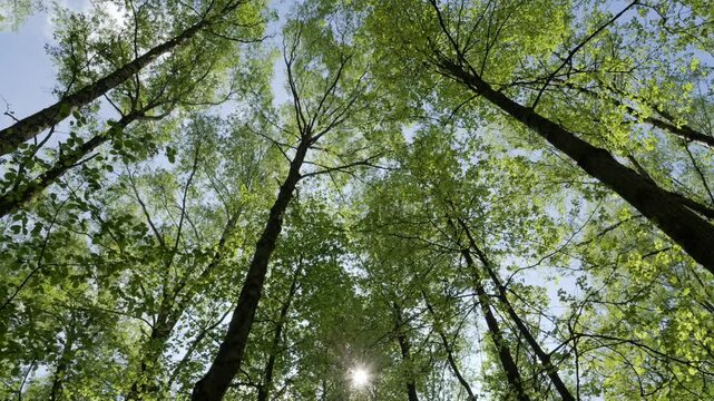 Walking in Spring Forest in a Sunny Day, View on Tops of Trees.