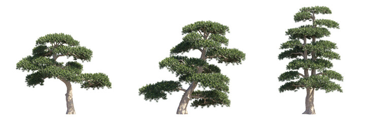 Fototapeta premium Set of podocarpus pine trees isolated on transparent background, zen bonsai style for landscape design.