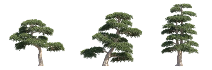 Fototapeten Bonsai Set of podocarpus pine trees isolated on transparent background, zen bonsai style for landscape design.  © Everythingsyouneed