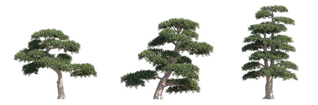 Set of podocarpus pine trees isolated on transparent background, zen bonsai style for landscape design.
