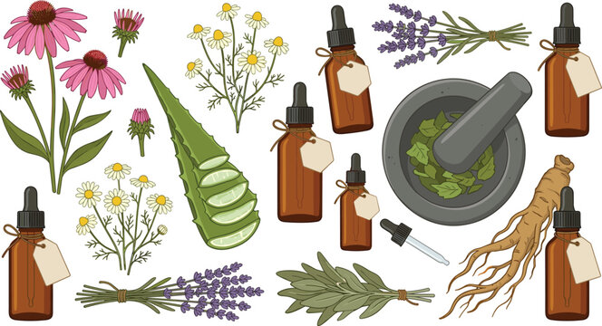 Herbal Essential Oil Dropper Bottle Set with Echinacea Chamomile Aloe Vera Lavender Sage Ginseng and Mortar for Holistic Wellness Aromatherapy Medical Cosmetics Vector