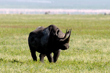 rhinocéros noir © JAG IMAGES