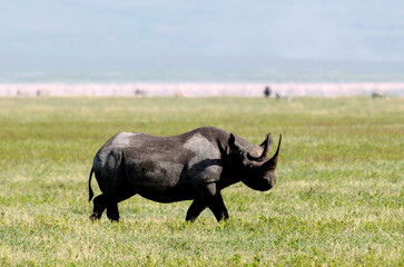 rhinocéros noir © JAG IMAGES