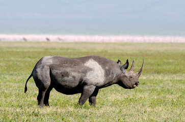rhinocéros noir © JAG IMAGES