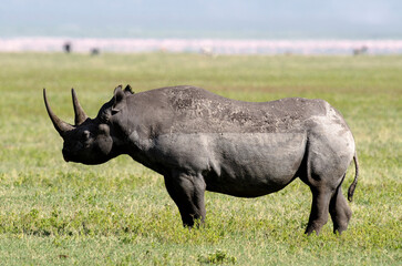 rhinocéros noir © JAG IMAGES
