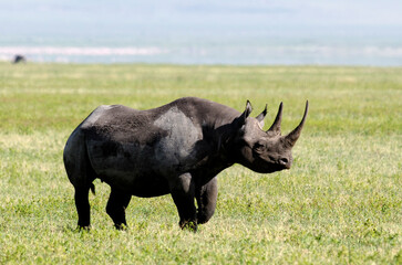 rhinocéros noir © JAG IMAGES