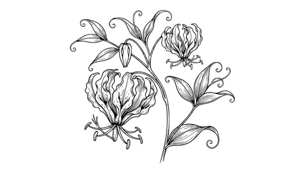 Gloriosa superba botanical sketch vector isolated on white