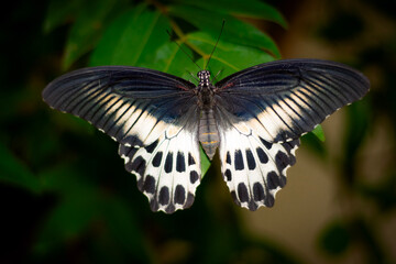 Beautiful Papilio Memnon Butterfly Resting in a Tropical Garden © Thaweesha