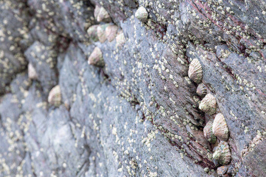 Close up of common limpets (patella vulgata)  on a rock