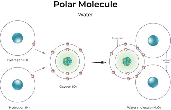 Water Molecule Formation Diagram Design Vector Illustration