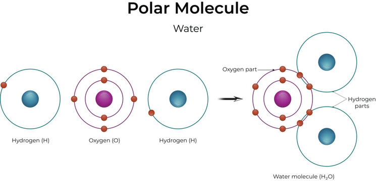 Water Molecule Formation Diagram Design Vector Illustration