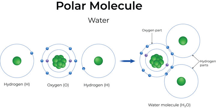 Water Molecule Formation Diagram Design Vector Illustration
