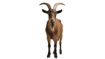 Fototapeta premium Brown goat with curved horns standing, isolated on transparent background