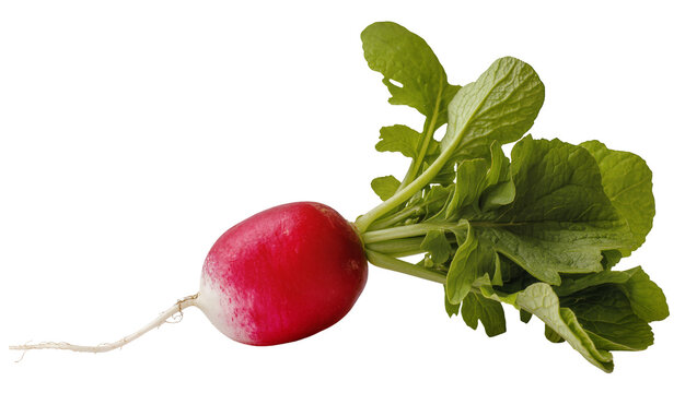 Single red radish with green leaves, isolated on transparent background