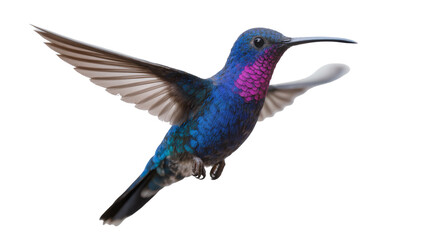 Fototapeta premium Vibrant blue hummingbird with magenta throat wings spread, isolated on transparent background