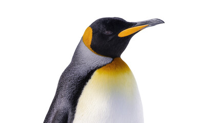 King penguin with bright yellow neck markings, isolated on transparent background © Maria