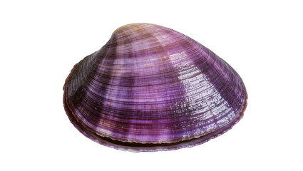 Purple striped clam shell detailed texture, isolated on transparent background © Maria