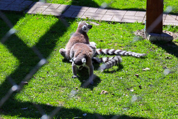 Fototapeta premium Two ring-tailed lemurs rest on green grass in a zoo enclosure on a sunny day. Exotic animals with long striped tails bask in the sun behind a protective mesh. Bright light creates natural contrasts on