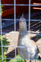 An exotic red-legged seriema bird looks directly into the camera through the metal mesh of its zoo enclosure. The bird features a distinctive crest on its head, a long neck, and an expressive gaze. © Олег Струс