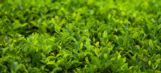 Fototapeta premium Panoramic close-up view of fresh tea leaves.