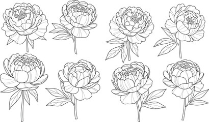 Blooming peony flower line drawings, elegant botanical illustration artwork, detailed floral sketch collection, decorative garden blossoms vector design © Hamida