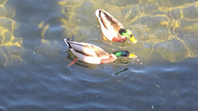 Ducks in the wild eat bread