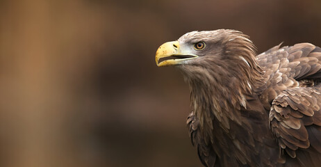Fototapeta premium portrait of an eagle