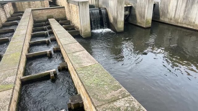 Salmon swimming upstream through a concrete fish ladder