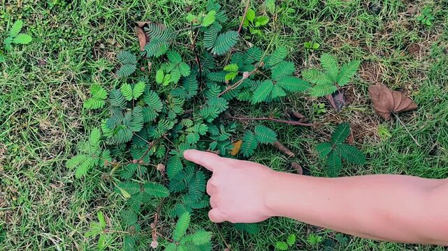 A top-down view captures a hand interacting with a Mimosa pudica plant or also called sensitive plant nestled in green grass, showcasing its unique rapid leaf-folding defense mechanism. 4k, 60 fps