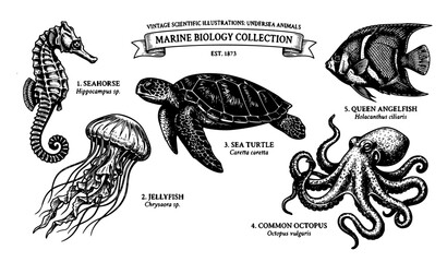 Marine animals outline set seahorse jellyfish turtle octopus vector hand drawn illustration isolated © MDSAKIB