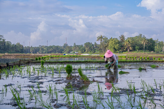 Female farmer planting green rice seedlings by hand in a flooded Asian paddy field.