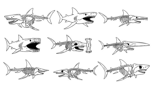 Shark anatomy illustration set detailed black and white drawings of shark skeletons and full sharks