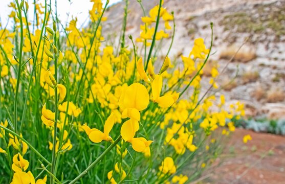 Spartium junceum is a shrub species belonging to the legume family (Fabaceae) native to the Mediterranean region. However, it has recently been observed in the parks of the ancient city of Hasankeyf, 