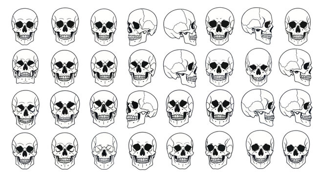 Collection of Human Skull Illustrations in Various Angles and Perspectives